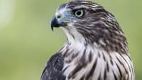 jestřáb hawk